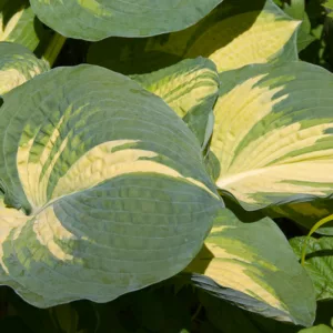 Hosta Great Expectations, Plantain Lily 'Great Expectations', 'Great Expectations' Hosta, variegated Plantain lily, Shade perennials, Plants for shade