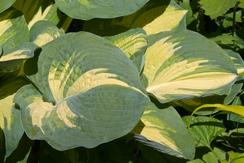 Hosta Great Expectations, Plantain Lily 'Great Expectations', 'Great Expectations' Hosta, variegated Plantain lily, Shade perennials, Plants for shade