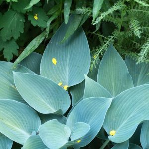 Hosta Hadspen Blue, Plantain Lily 'Hadspen Blue', 'Hadspen Blue' Hosta, Hosta × tardiana 'Hadspen Blue', Blue Hosta, Shade perennials, Plants for shade