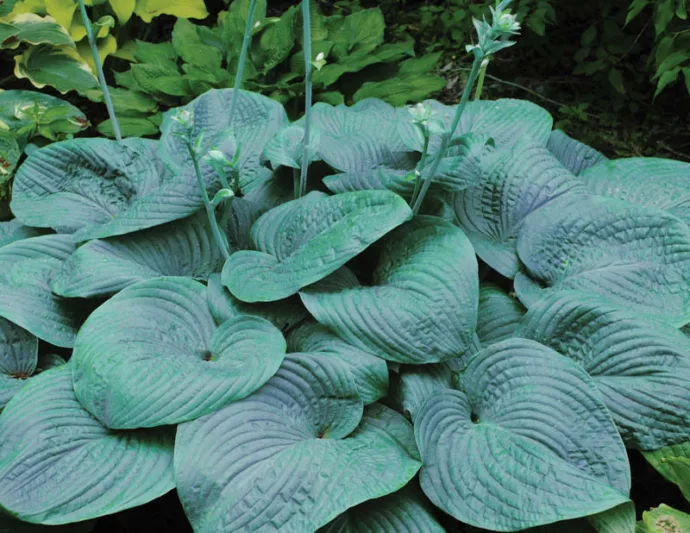 Hosta 'Humpback Whale',  Plantain Lily 'Humpback Whale', 'Humpback Whale' Hosta, Giant Hosta, Blue Hostas, Shade perennials, Plants for shade