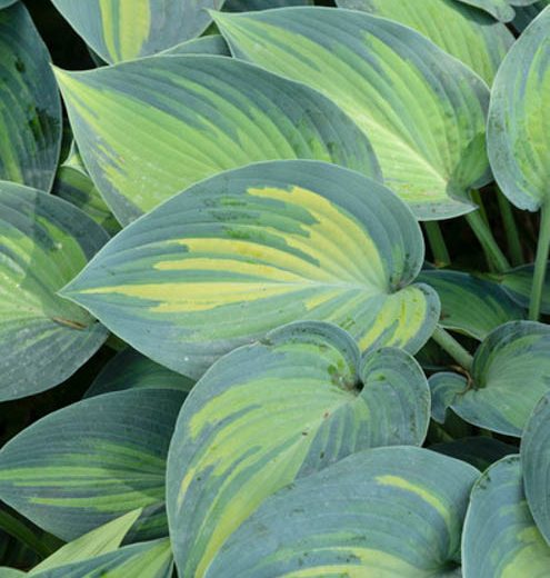 Hosta June, Variegated Plantain lily, Plantain Lily 'June', Shade perennials, Plants for shade