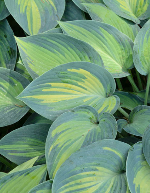 Hosta 'June' (Plantain Lily)