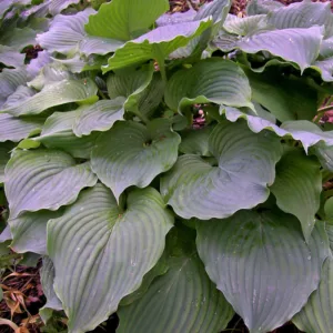 Hosta 'Komodo Dragon',  Plantain Lily 'Komodo Dragon', 'Komodo Dragon' Hosta, Giant Hosta, Blue Hostas, Shade perennials, Plants for shade