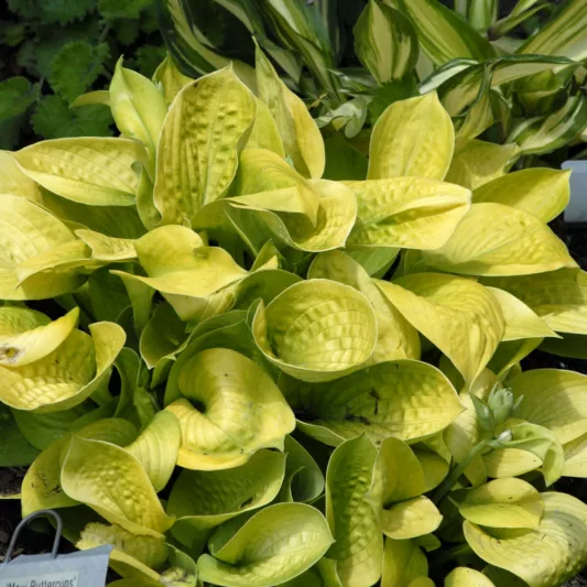 Hosta Maui Buttercups, Golden Plantain lily, Plantain Lily 'Maui Buttercups', Shade perennials, Plants for shade