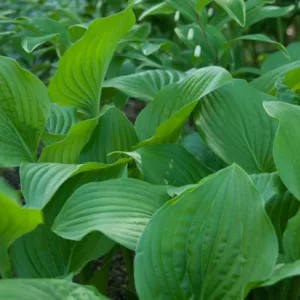 Hosta 'Royal Standard', Plantain Lily 'Royal Standard', 'Royal Standard' Hosta, Hosta 'Wayside Perfection', Shade perennials, Plants for shade