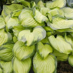 Hosta Stained Glass, Variegated Plantain lily, Plantain Lily 'Stained Glass', Shade perennials, Plants for shade