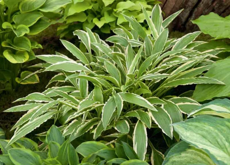 Hosta Stiletto, Variegated Plantain lily, Plantain Lily 'Stiletto', 'Stiletto' Hosta, Shade perennials, Plants for shade