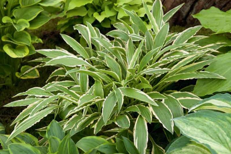Hosta Stiletto, Variegated Plantain lily, Plantain Lily 'Stiletto', 'Stiletto' Hosta, Shade perennials, Plants for shade