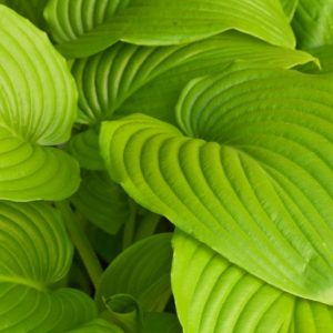 Hosta Sum and Substance, Variegated Plantain lily, Plantain Lily 'Sum and Substance', Shade perennials, Plants for shade