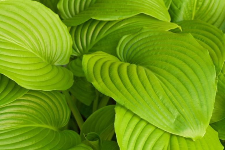 Hosta Sum and Substance, Variegated Plantain lily, Plantain Lily 'Sum and Substance', Shade perennials, Plants for shade
