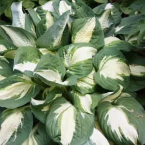 Hosta Vulcan, Variegated Plantain lily, Plantain Lily 'Vulcan', 'Vulcan' Hosta, Shade perennials, Plants for shade