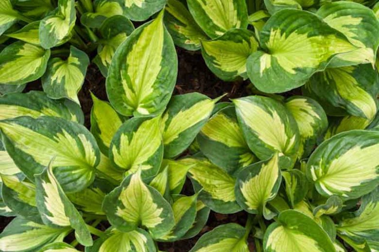 Hosta Whirlwind, Variegated Plantain lily, Plantain Lily 'Whirlwind', Shade perennials, Plants for shade