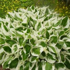 Hosta Brim Cup, Brim Cup Hosta, Variegated Hosta, Shade perennials, Plants for shade