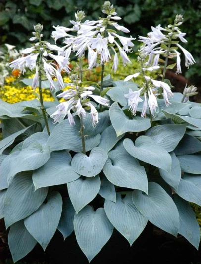 Hosta Bulletproof, Bulletproof Hosta, Blue Hosta, Shade perennials, Plants for shade