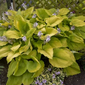 Hosta Coast to Coast, Coast to Coast Hosta, Golden Hosta, Golden Plantain Lily,  Shade perennials, Plants for shade
