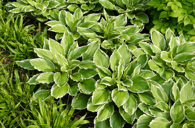 Hosta Crispula,Curled Plantain Lily, Curled Hosta, Hosta 'Sazanami', Hosta 'Marginata Alba', variegated hosta, shade plant, shade perennial
