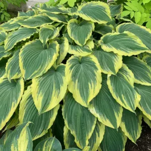 Hosta Drop-dead Gorgeous, Plantain Lily Drop-dead Gorgeous, Drop-dead Gorgeous Hosta', Variegated Hosta, Shade perennials, Plants for shade