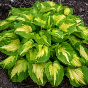 Hosta Etched Glass, Plantain Lily Etched Glass, Etched Glass Hosta, Variegated Hosta, Shade perennials, Plants for shade