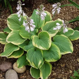 Hosta Fragrant Bouquet, Plantain Lily Fragrant Bouquet, 'Fragrant Bouquet Hosta, Fragrant Hosta, Shade perennials, Plants for shade