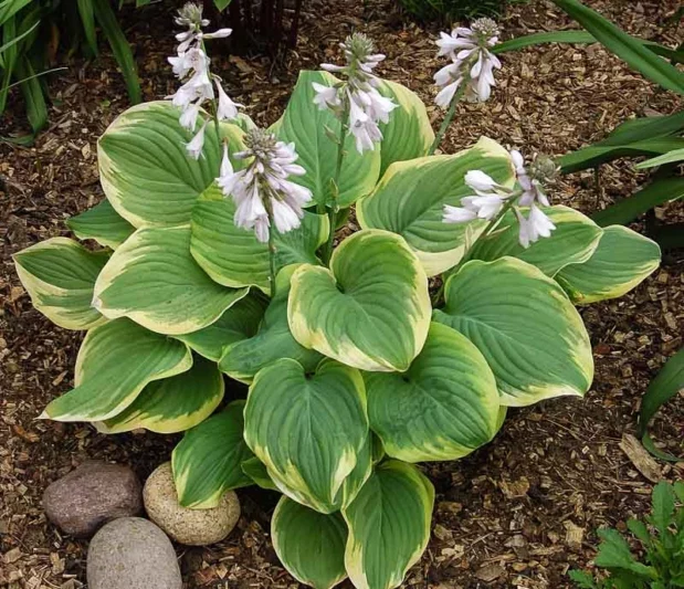 Hosta Fragrant Bouquet, Plantain Lily Fragrant Bouquet, 'Fragrant Bouquet Hosta, Fragrant Hosta, Shade perennials, Plants for shade