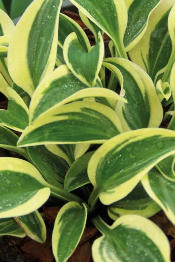 Hosta Funny Mouse, Variegated Plantain lily, Funny Mouse Hosta, Plantain Lily Funny Mouse, Shade perennials, Plants for shade