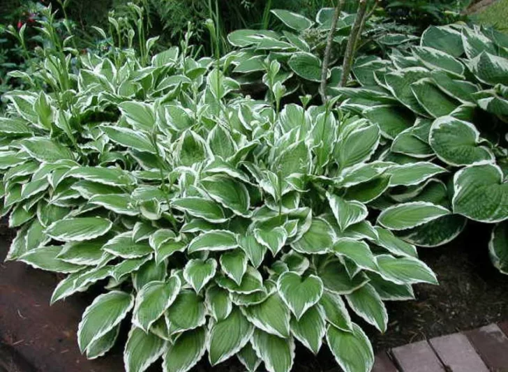 Hosta Ginko Craig, Variegated Plantain lily, Ginko Craig Hosta, Plantain Lily 'Ginko Craig', Shade perennials, Plants for shade