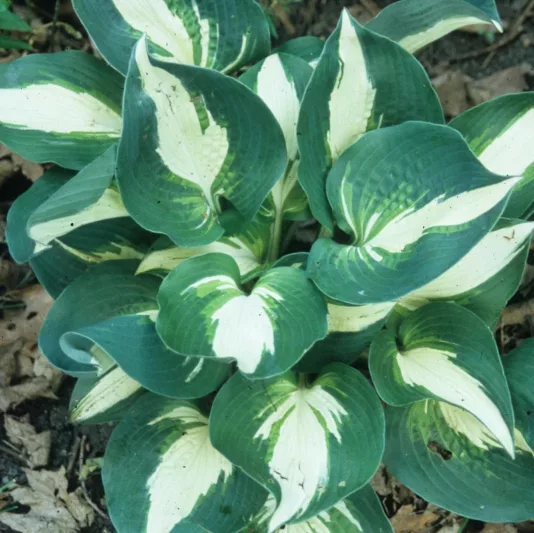 Hosta Half and Half, Variegated Plantain lily, Half and Half Hosta, Plantain Lily Half and Half, Shade perennials, Plants for shade