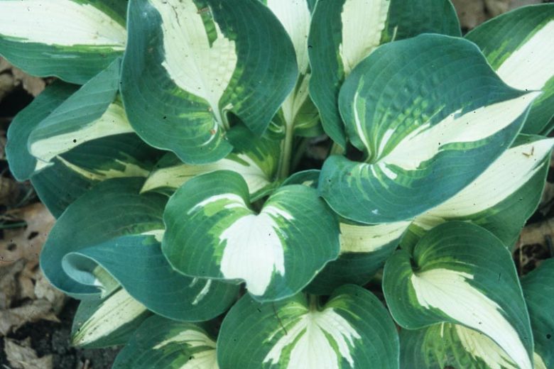 Hosta Half and Half, Variegated Plantain lily, Half and Half Hosta, Plantain Lily Half and Half, Shade perennials, Plants for shade