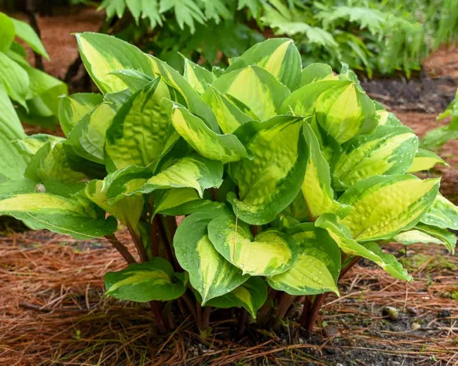 Hosta Island Breeze, Variegated Plantain lily, Island Breeze Hosta, Plantain Lily 'Island Breeze', Shade perennials, Plants for shade