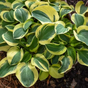 Hosta Mighty Mouse, Variegated Plantain lily, Plantain Lily Mighty Mouse, Shade perennials, Plants for shade