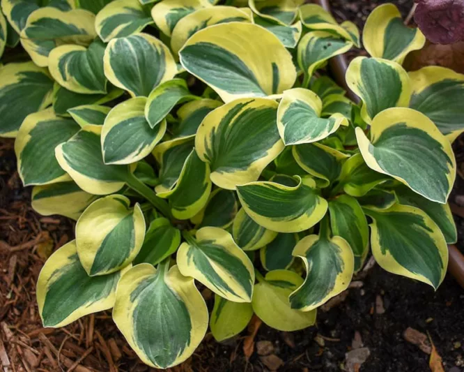 Hosta Mighty Mouse, Variegated Plantain lily, Plantain Lily Mighty Mouse, Shade perennials, Plants for shade