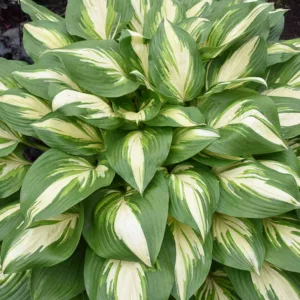 Hosta Miss America, Miss America Hosta, Variegated Plantain lily, Plantain Lily 'Miss America', Shade perennials, Plants for shade