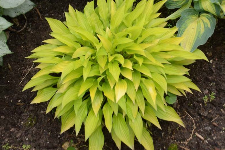 Hosta Munchkin Fire, Golden Plantain lily, Plantain Lily Munchkin Fire, Shade perennials, Plants for shade