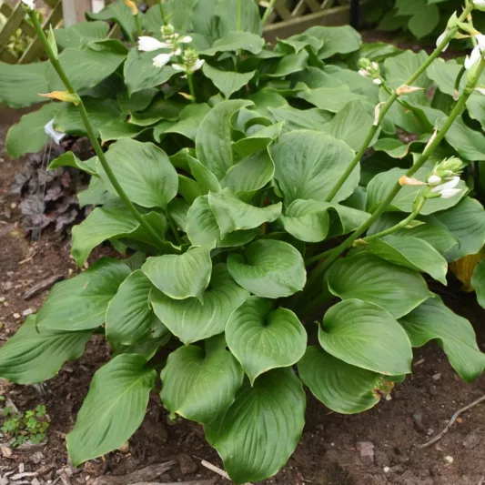 Hosta Royal Crest, Plantain Lily Royal Crest, Royal Crest Hosta', Green Hosta, Shade perennials, Plants for shade