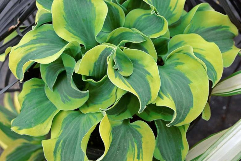 Hosta School Mouse, Variegated Plantain lily, School Mouse Hosta, Plantain Lily School Mouse, Shade perennials, Plants for shade