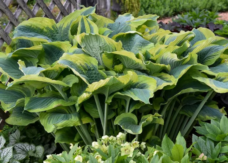 Hosta Seducer, Plantain Lily Seducer, Seducer Hosta', Variegated Hosta, Shade perennials, Plants for shade
