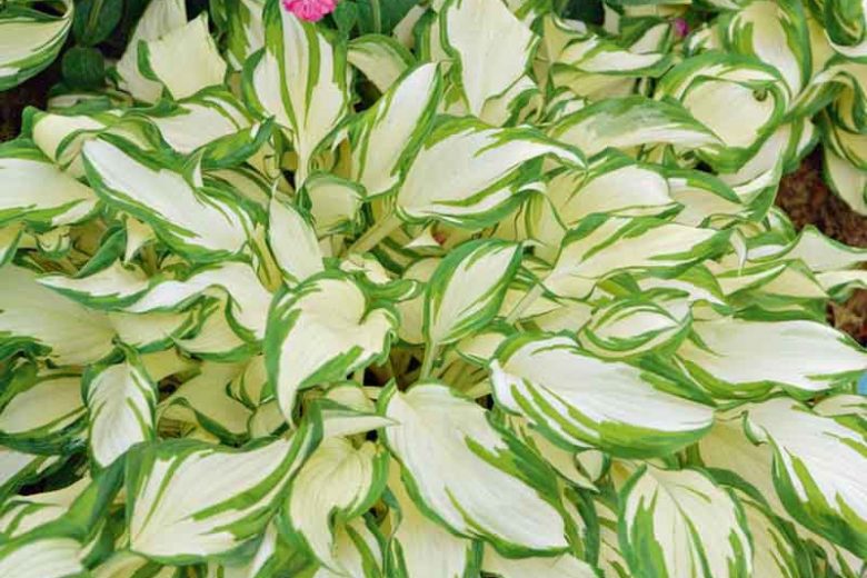 Hosta undulata var. undulata,  Wavy Plantain Lily, Hosta 'Argentea Variegata', Hosta 'Cream Delight', Hosta 'Mediovariegata', Hosta 'Variegata', Variegated Plantain lily, Shade perennials, Plants for shade