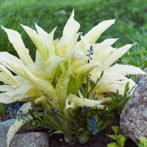 Hosta White Feather, White Feather Hosta, White Hosta, White Plantain lily, Plantain Lily White Feather, Shade perennials, Plants for shade