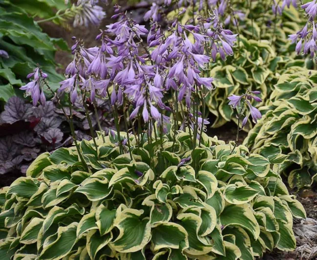 Hosta Wrinkle in Time, Variegated Plantain lily, Wrinkle in Time Hosta, Plantain Lily Wrinkle in Time, Shade perennials, Plants for shade