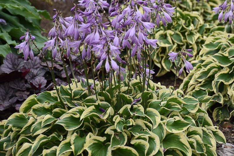 Hosta Wrinkle in Time, Variegated Plantain lily, Wrinkle in Time Hosta, Plantain Lily Wrinkle in Time, Shade perennials, Plants for shade