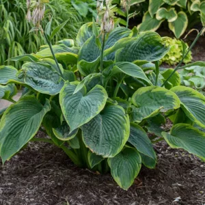 Hosta 'Wu-La-La',  Plantain Lily 'Wu-La-La', Wu-La-La Hosta, Giant Hosta, Variegated Hostas, Shade perennials, Plants for shade