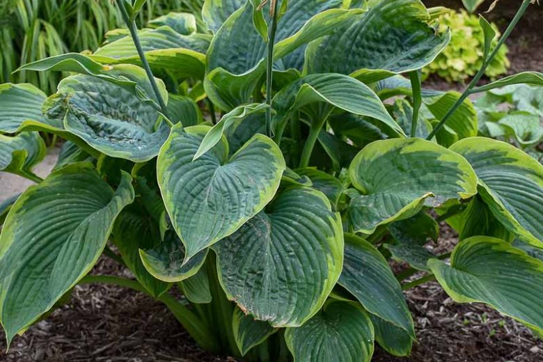 Hosta 'Wu-La-La',  Plantain Lily 'Wu-La-La', Wu-La-La Hosta, Giant Hosta, Variegated Hostas, Shade perennials, Plants for shade