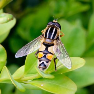 Hoverfly, Hoverflies, Syrphid Fly, Flower Fly, Family Syrphidae, Aphid Predators