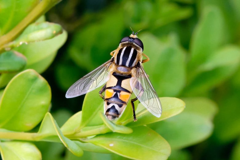 Hoverfly, Hoverflies, Syrphid Fly, Flower Fly, Family Syrphidae, Aphid Predators