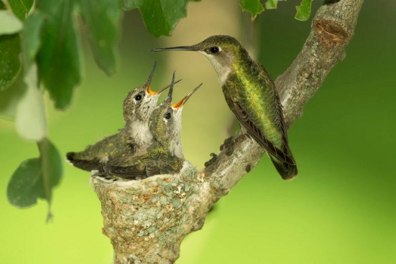 Ruby-throated Hummingbird, Anna's Hummingbird, Black-chinned Hummingbird, Rufous-tailed Hummingbird, Violet-crowned Hummingbird, Long-tailed Sylph, Sword-billed Hummingbird, Bee Hummingbird, Giant Hummingbird