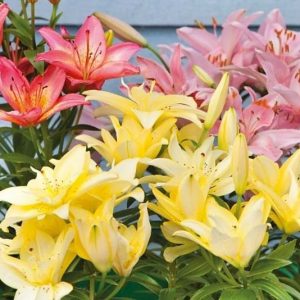 Lilies, Species Lilies, Martagon Lilies, Asiatic Lilies, Trumpet Lilies, Oriental Lilies, which lilies to choose