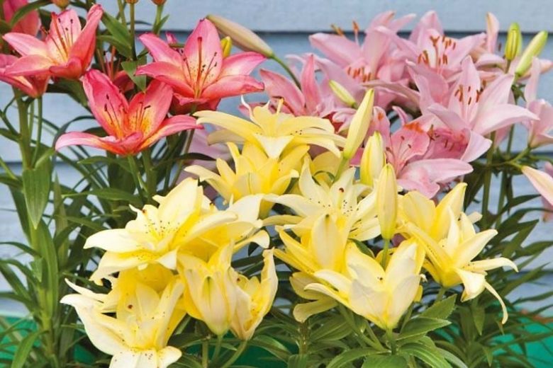 Lilies, Species Lilies, Martagon Lilies, Asiatic Lilies, Trumpet Lilies, Oriental Lilies, which lilies to choose