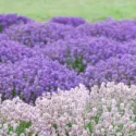 Lavender guide, English Lavender, Spanish lavender, French Lavender, Common lavender, True Lavender, lavandula angustifolia, lavandula stoechas, lavandula x intermedia, How to select lavender, How to choose lavender