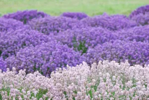 Lavender guide, English Lavender, Spanish lavender, French Lavender, Common lavender, True Lavender, lavandula angustifolia, lavandula stoechas, lavandula x intermedia, How to select lavender, How to choose lavender