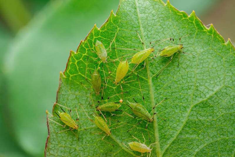 Aphids, Greenfly, Blackfly, Family Aphidoidea